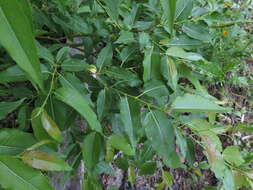 Image of Chosenia cardiophylla (Trautv. & C. A. Mey.) N Chao