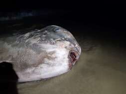 Image of Hoodwinker ocean sunfish