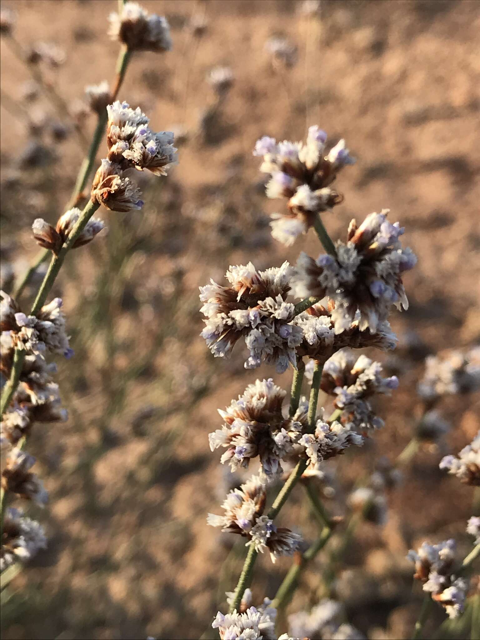 Sivun Limonium suffruticosum (L.) Kuntze kuva