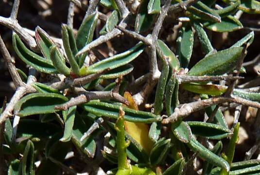 Image of Anthyllis hystrix (Barcelo) Cardona et al.