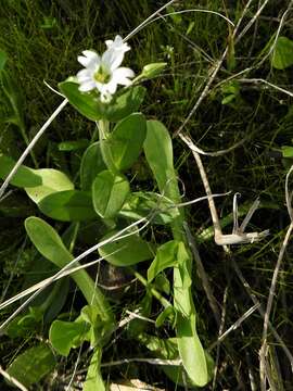 Image of Short-Stalk Mouse-Ear Chickweed