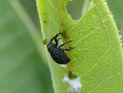 Image of Milkweed Stem Weevil