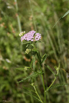 Image de Achillea roseo-alba Ehrend.