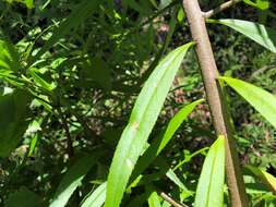 Myoporum betcheanum L. S. Smith resmi