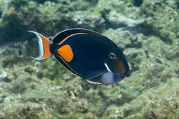 Image of Achilles Tang