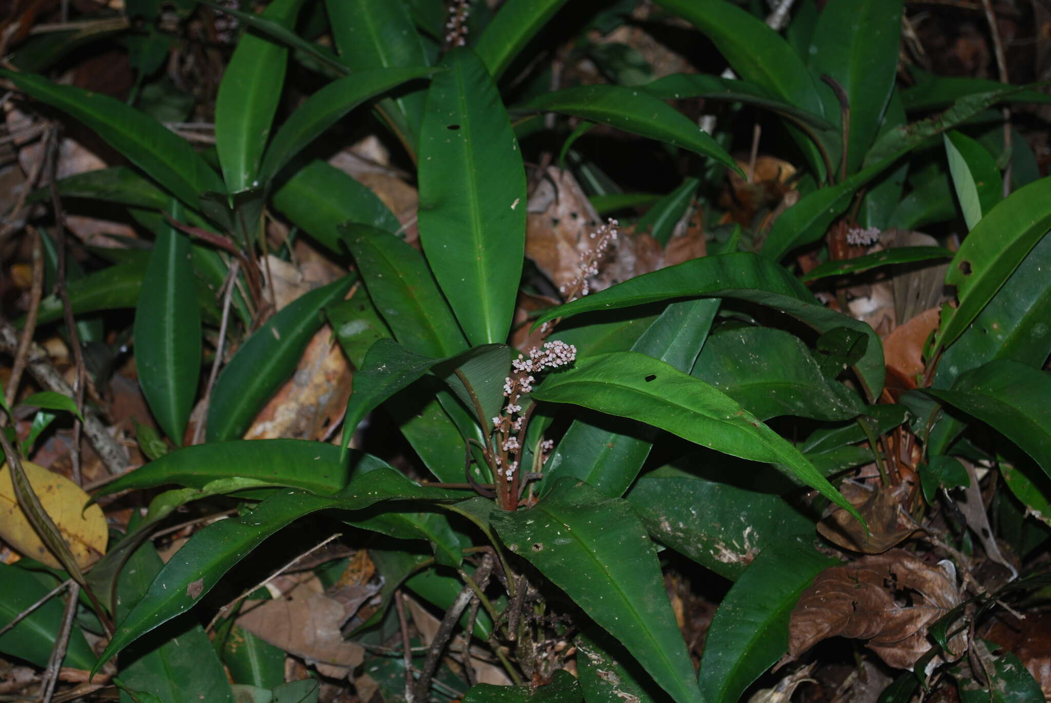 Image of Labisia pumila