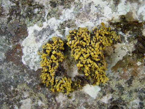 Image of Texas xanthopsorella lichen