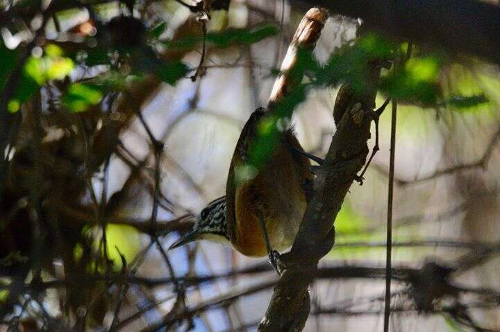 Image of Happy Wren