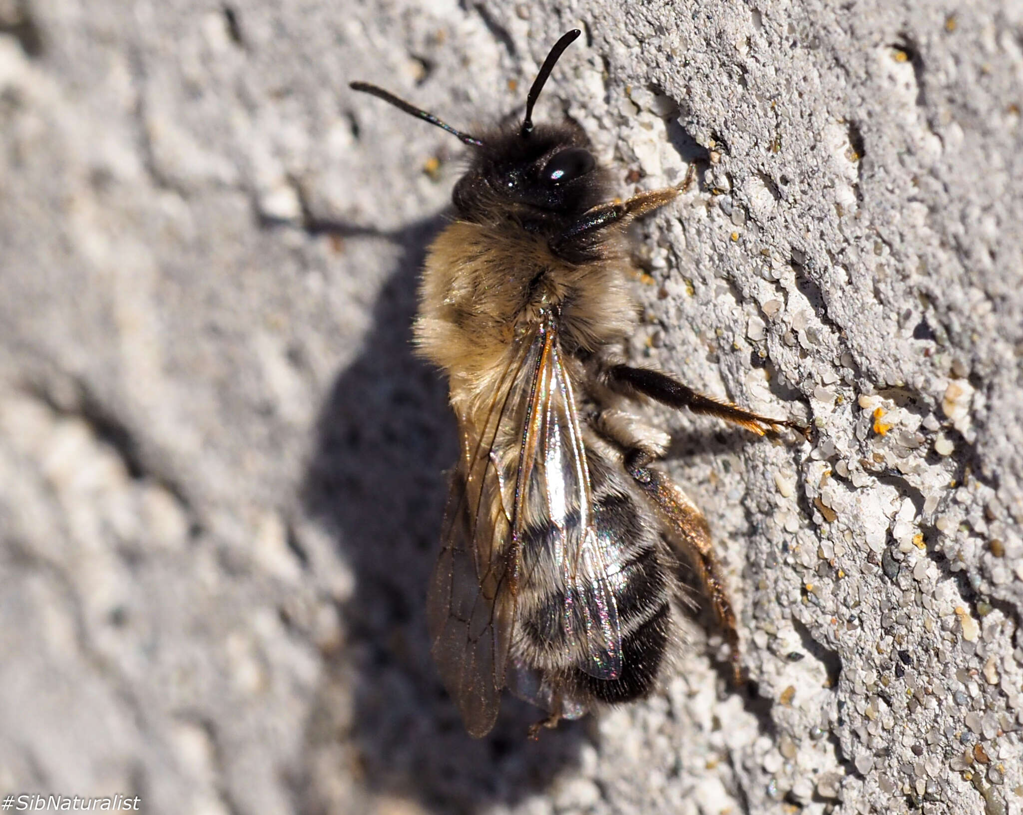 Andrena nycthemera Imhoff 1868 resmi