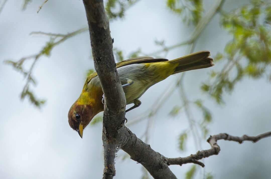 Image of Rufous-headed Tanager