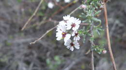 Image of Eriocephalus africanus var. paniculatus (Cass.) M. A. N. Müll.