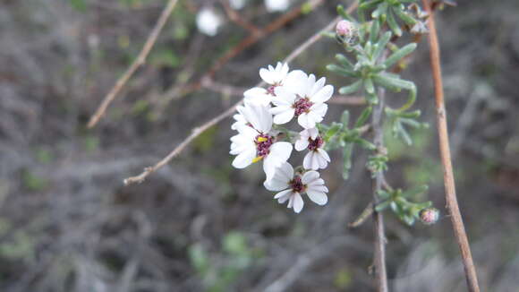 Image of Eriocephalus africanus var. paniculatus (Cass.) M. A. N. Müll.