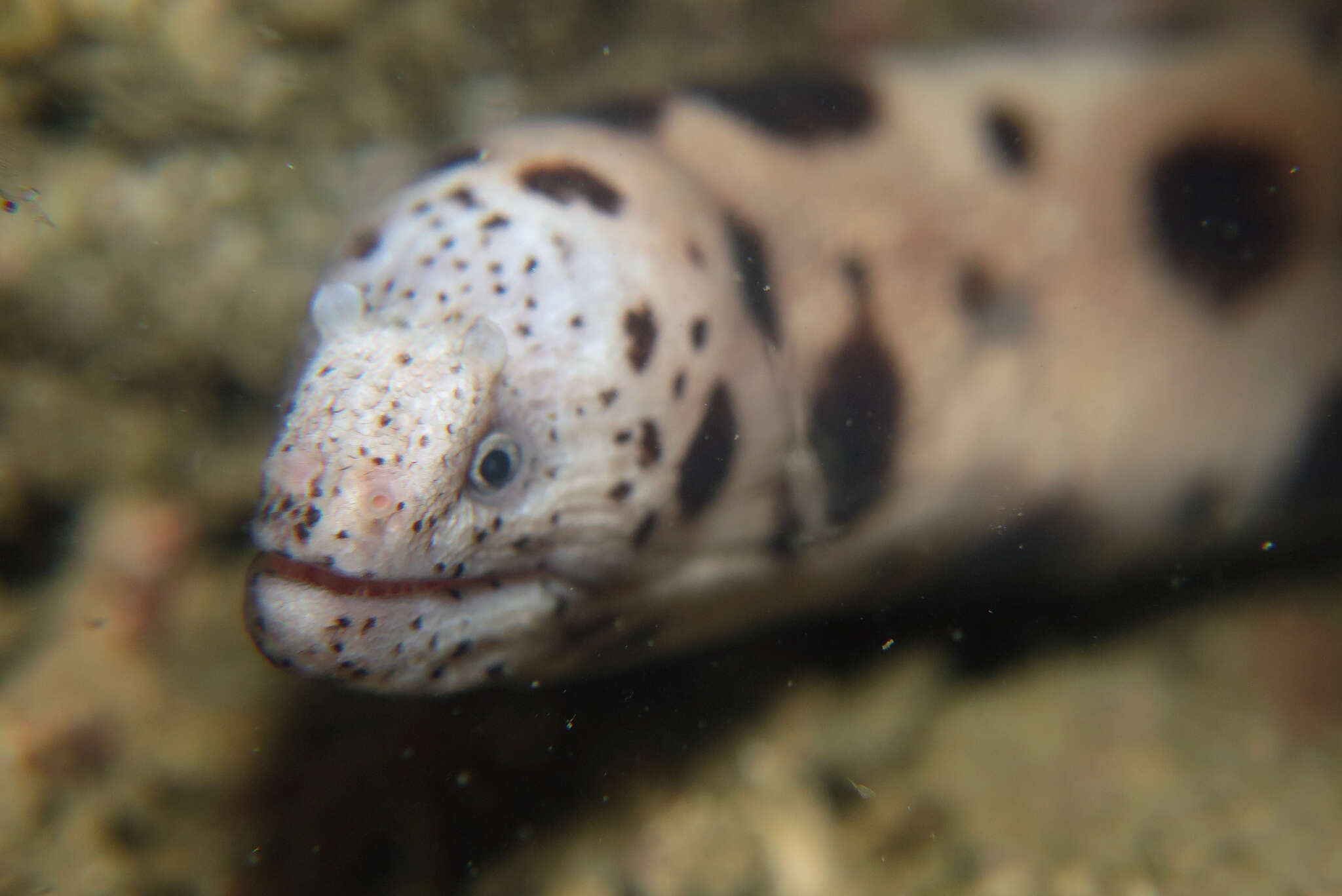 Image of Large-spotted snake moray