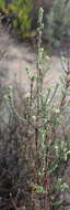 Image of Diosma prama I. Williams