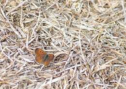 Image de Lycaena boldenarum White 1862