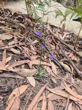 Image of Lobelia dentata Cav.