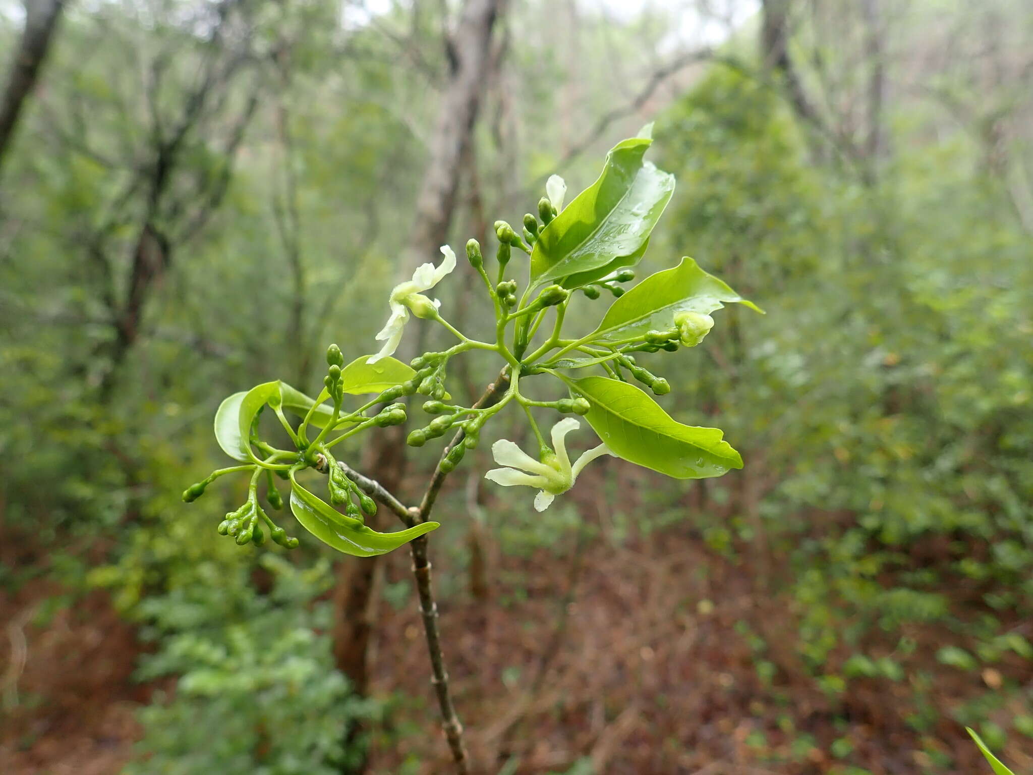 Sivun Tabernaemontana ciliata Pichon kuva