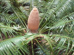 Image of Cycad