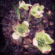 Image de Cornouiller à fleurs