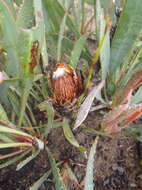 Image of Protea vogtsiae Rourke