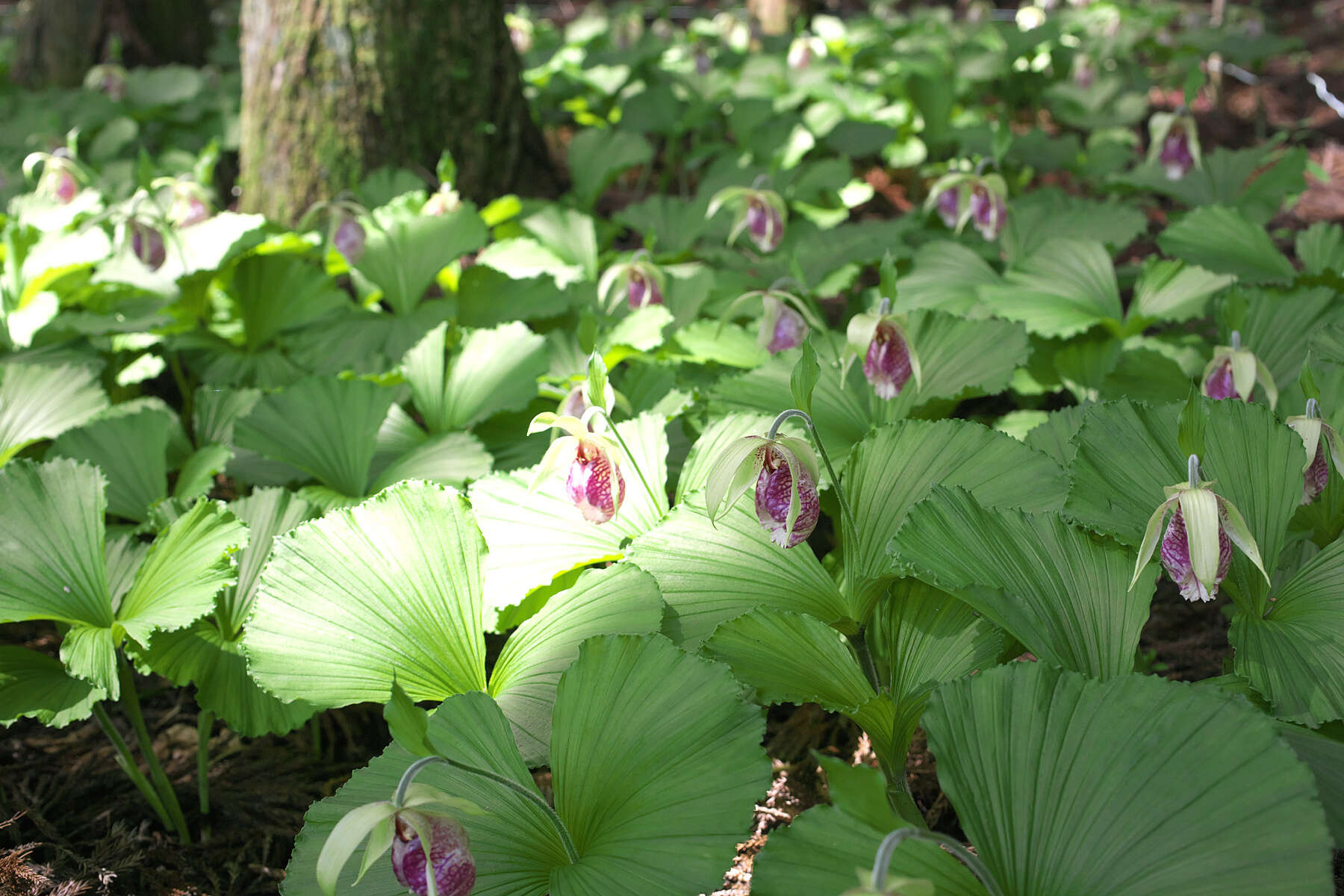 Image of Korean ladyslipper