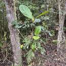 Image of Ladenbergia hexandra (Pohl) Klotzsch