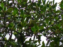 Image of Barred Fruiteater