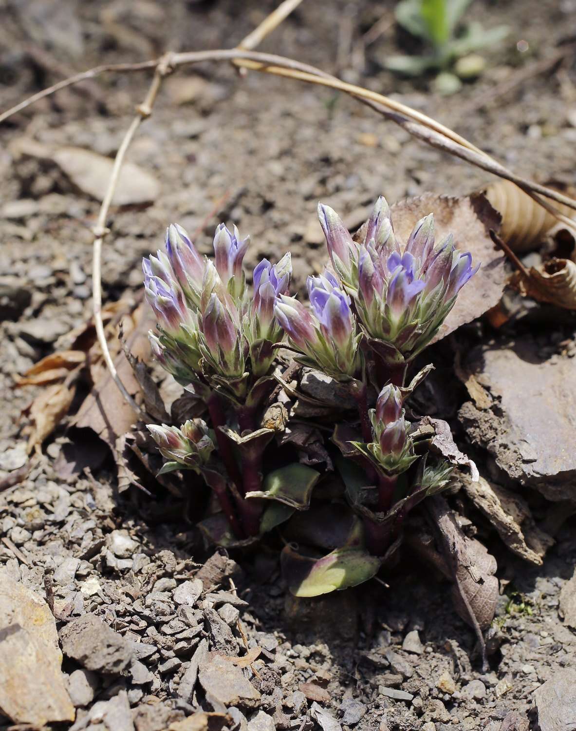 Image of Gentiana zollingeri Fawcett