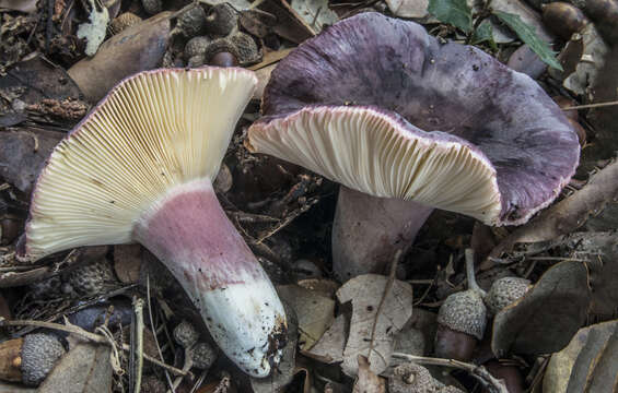 Image of Russula amoenicolor Romagn. 1962