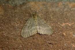 Image of winter moth