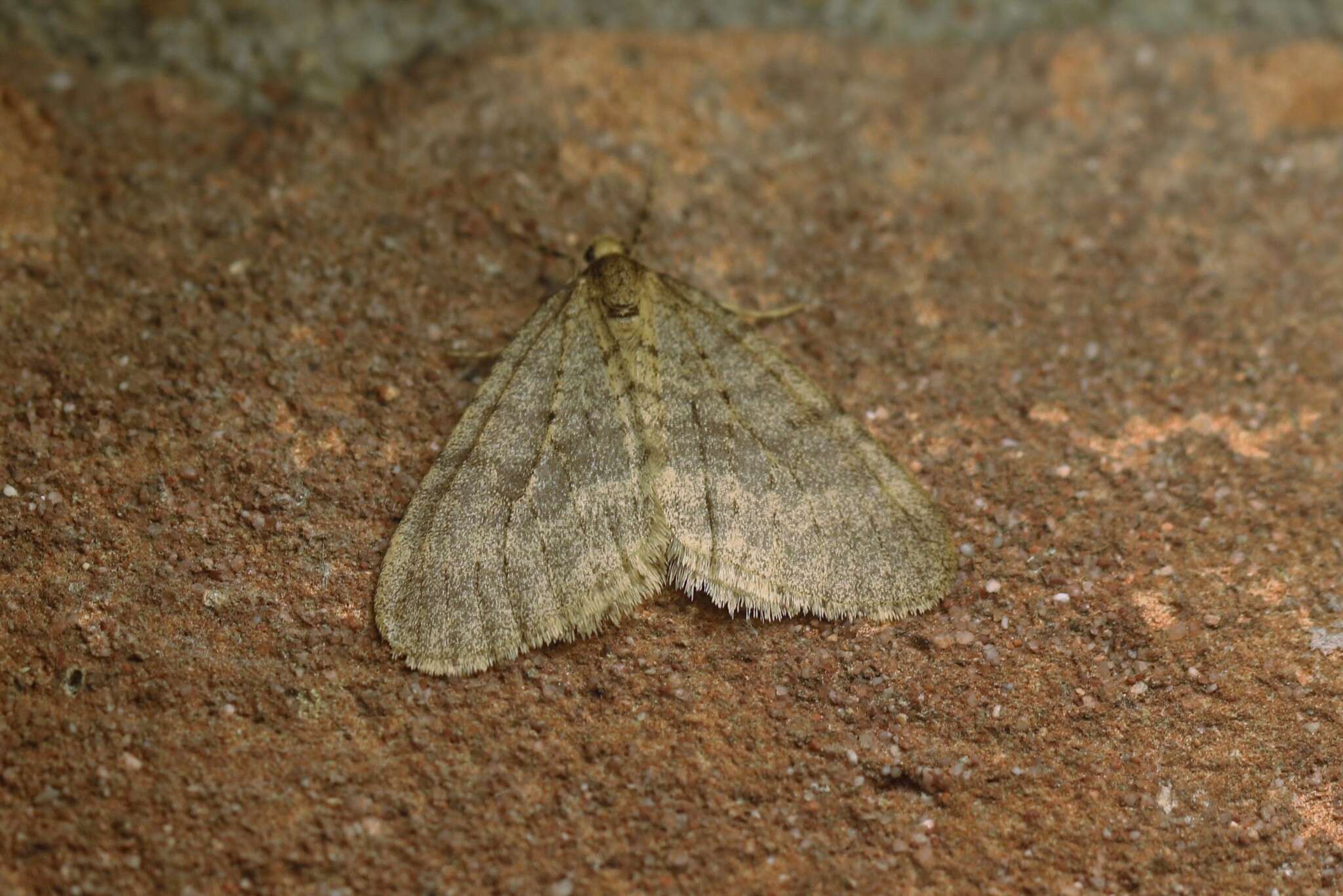 Image of winter moth