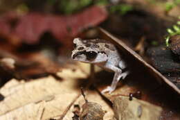 Image of Leptobrachium ingeri Hamidy, Matsui, Nishikawa & Belabut 2012