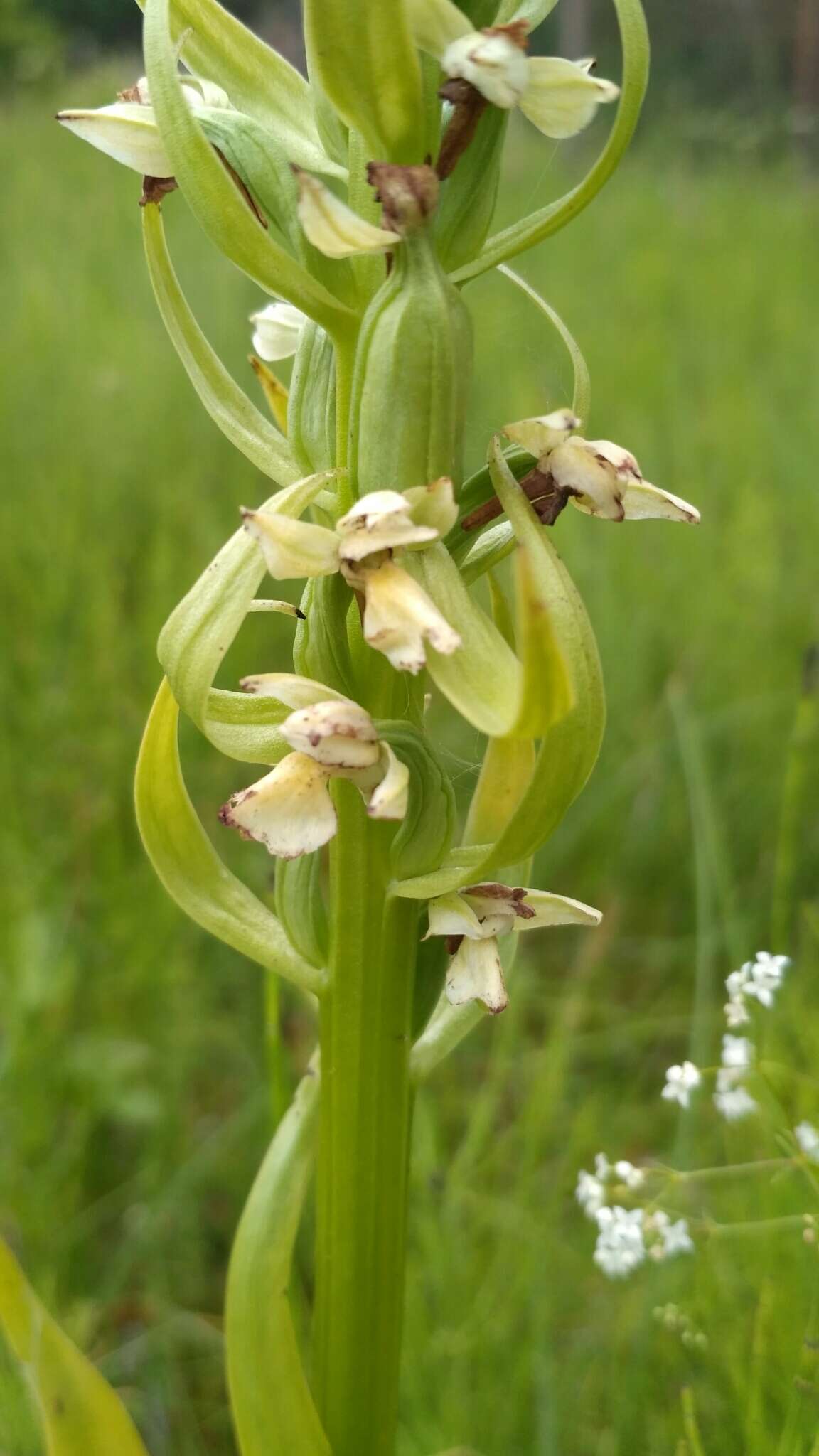 Dactylorhiza incarnata subsp. ochroleuca (Wüstnei ex Boll) P. F. Hunt & Summerh. resmi