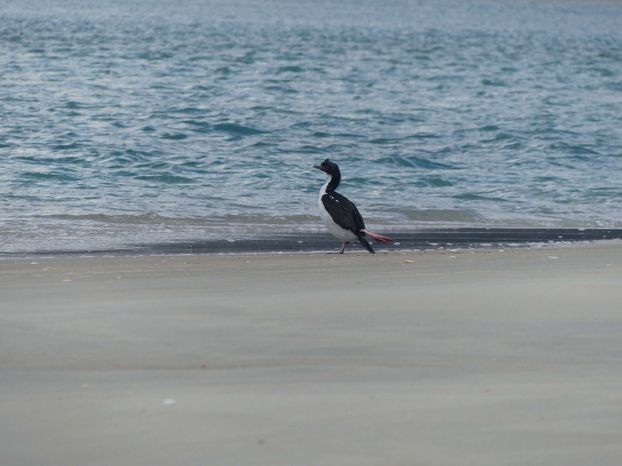 Image of Otago Shag