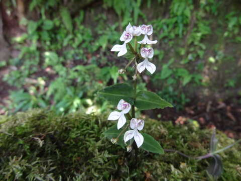 Image of Disperis oppositifolia Sm.