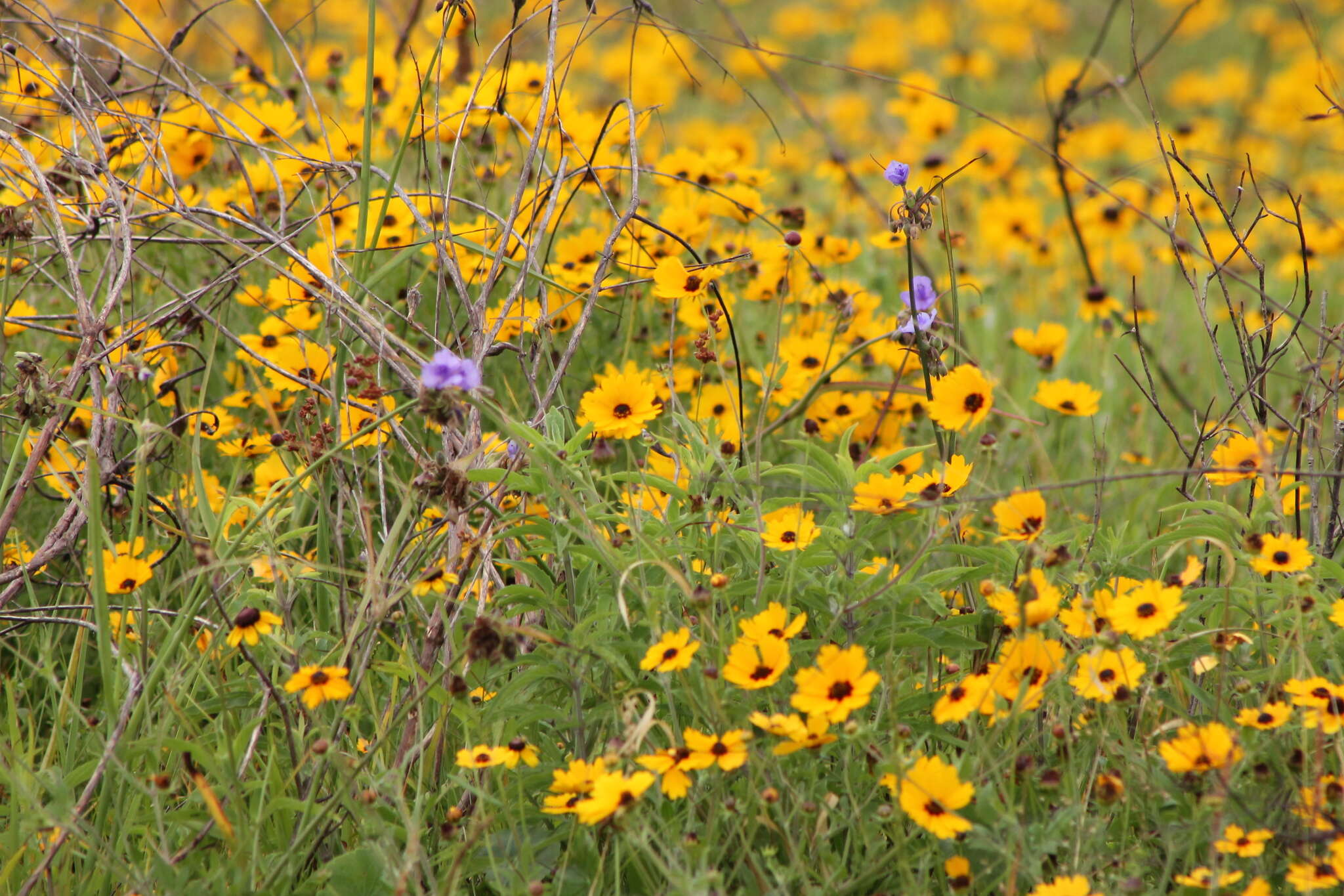 Image of goldenmane tickseed