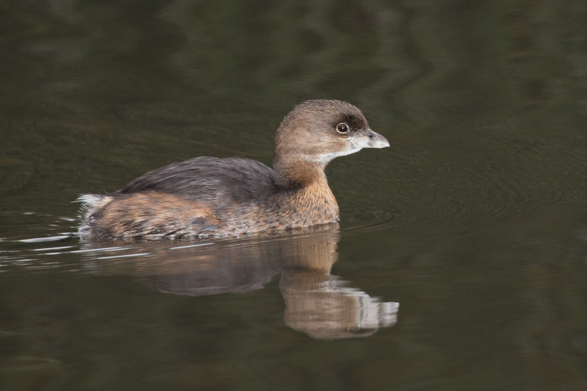 Image of Pied-billed Grebe