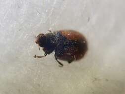 Image of Lady beetle