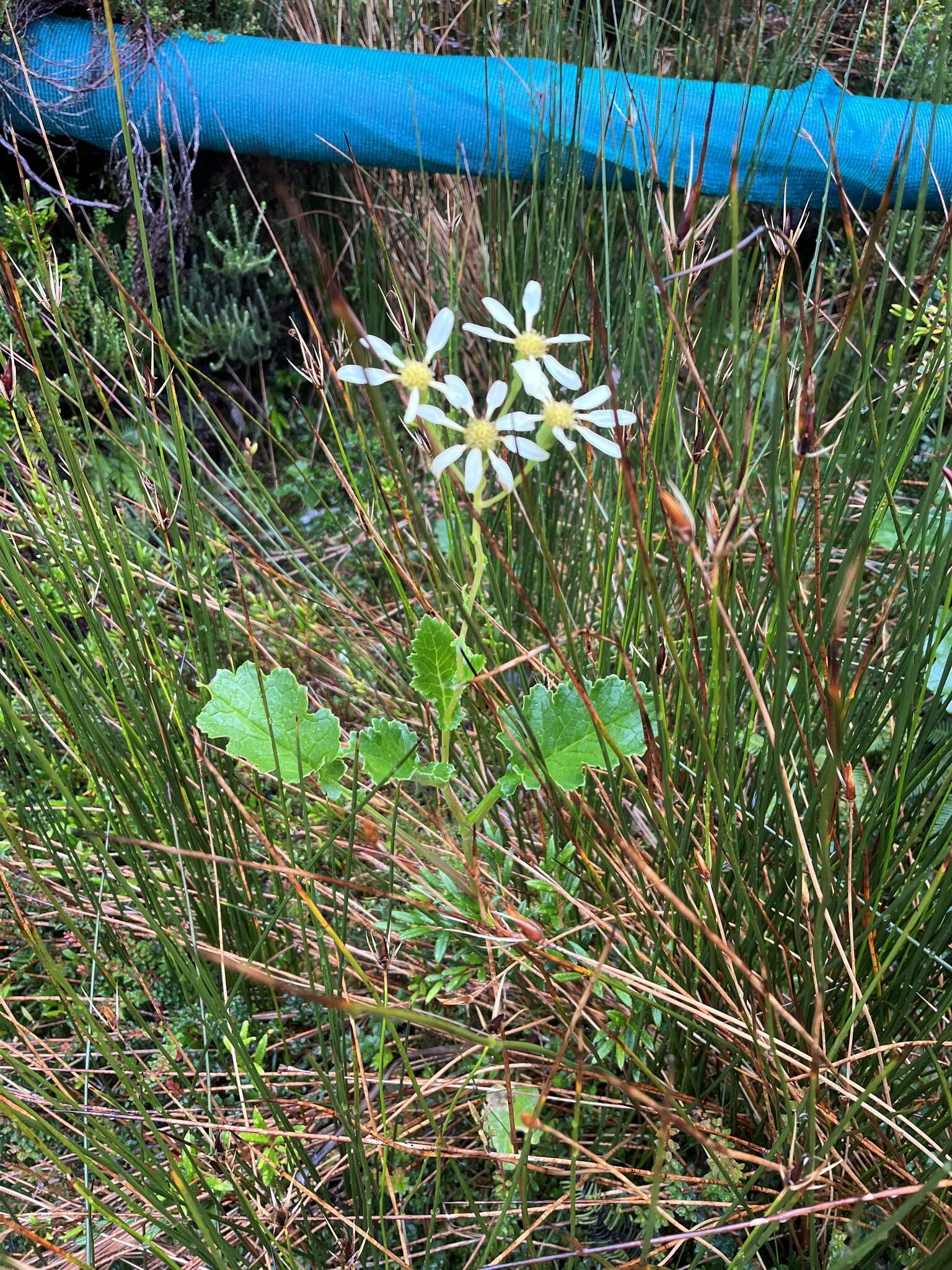 Image of Iocenes acanthifolius subsp. virens (Phil.) B. Nord.