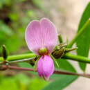 صورة Galactia acapulcensis Rose