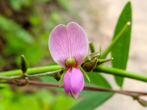 صورة Galactia acapulcensis Rose