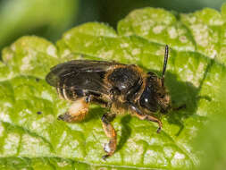 Image of Macropis fulvipes (Fabricius 1804)