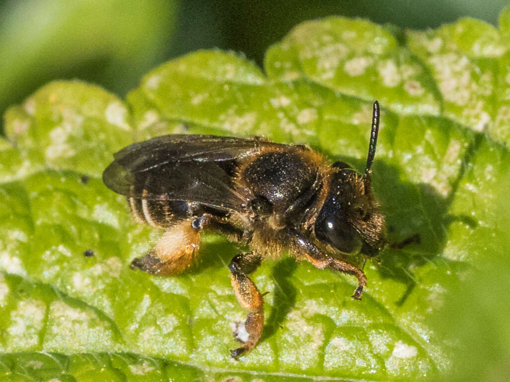 Image of Macropis fulvipes (Fabricius 1804)