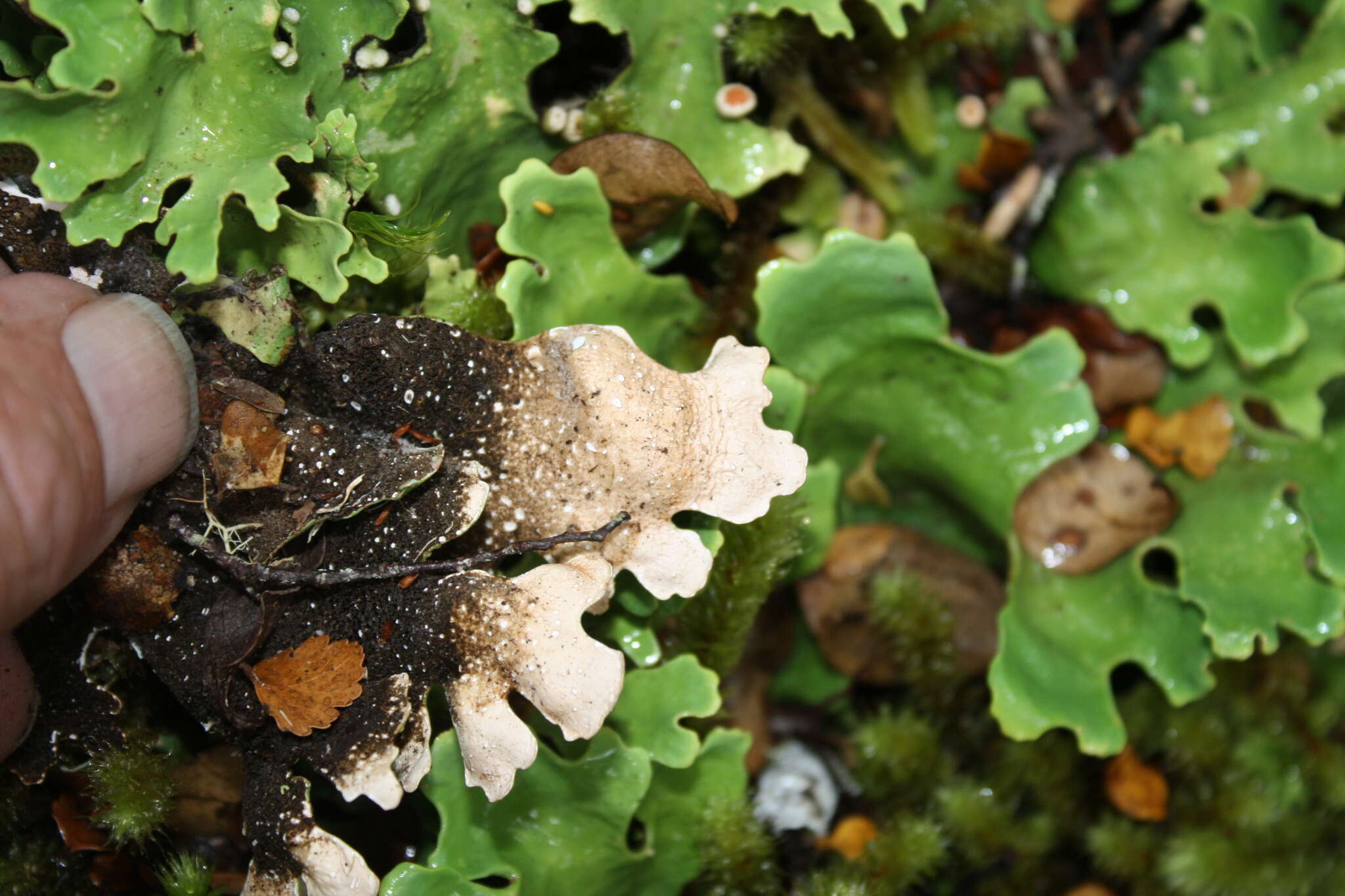 Image of Pseudocyphellaria homeophylla (Nyl.) Dodge