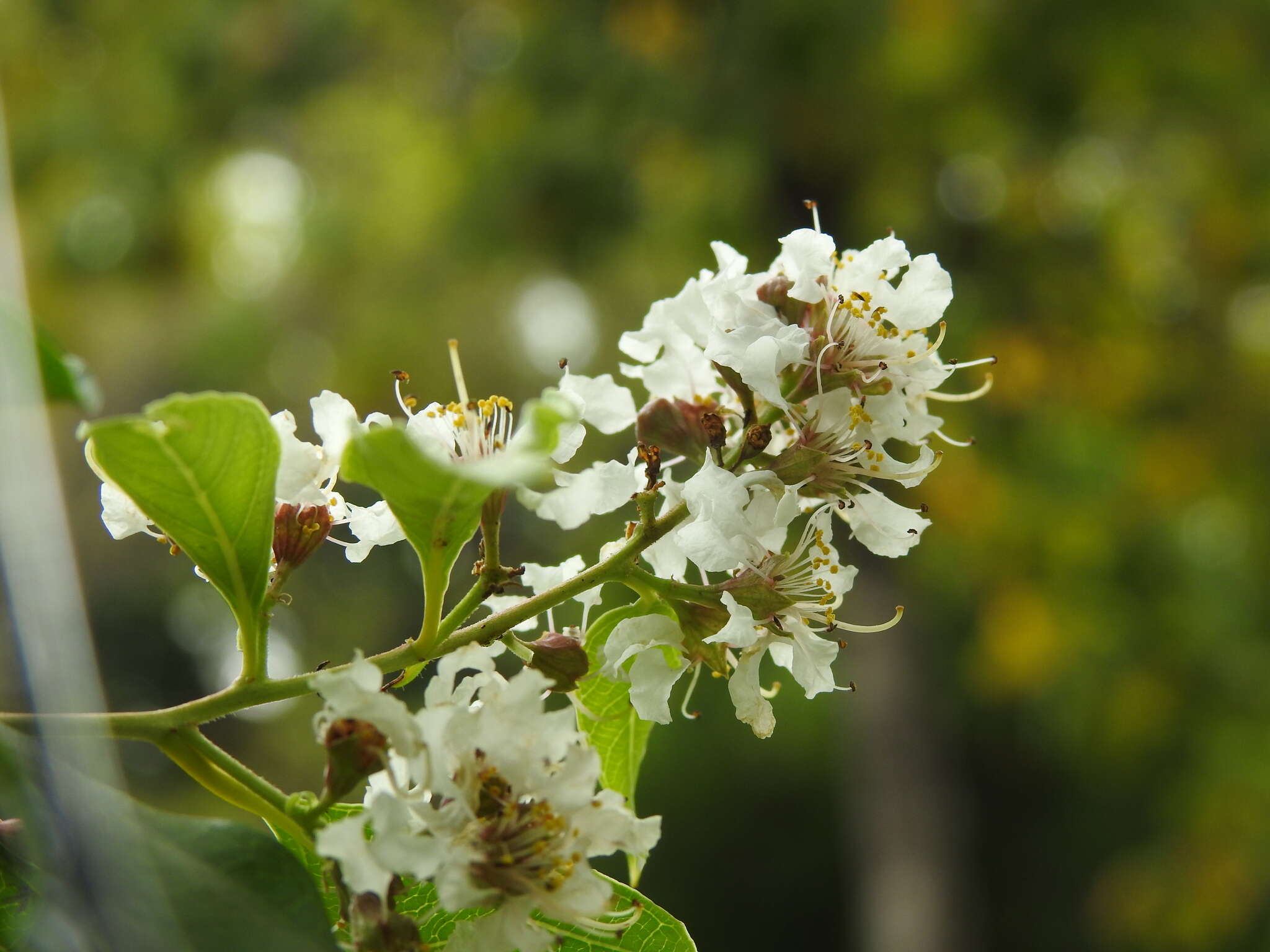 Plancia ëd Lagerstroemia fordii Oliv. & Koehne