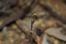 Image of Caladenia saccharata Rchb. fil.