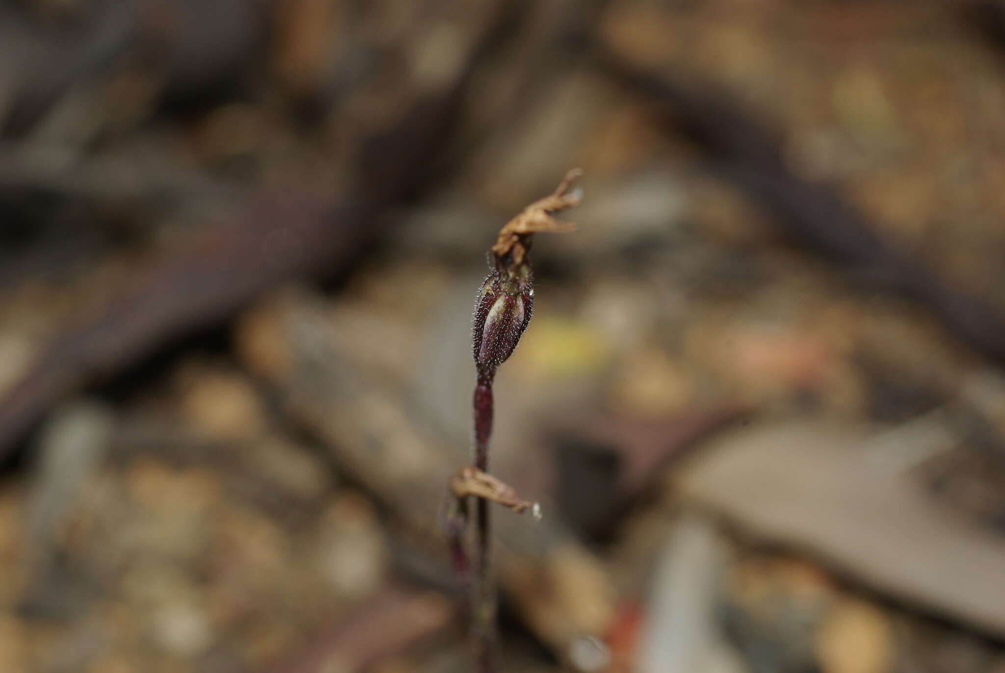 Image of Caladenia saccharata Rchb. fil.