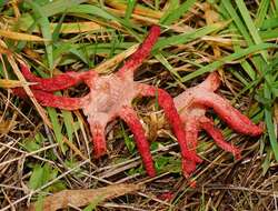 Image of octopus stinkhorn