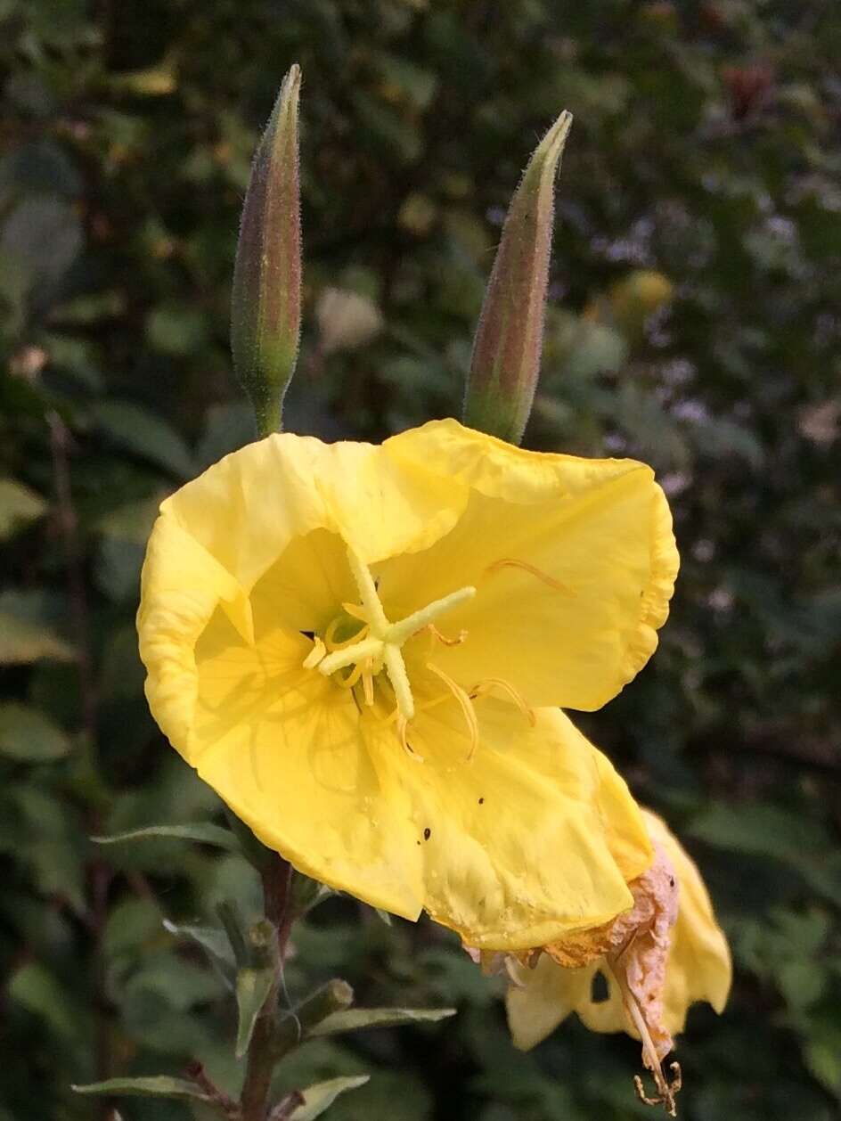 Image of redsepal evening primrose