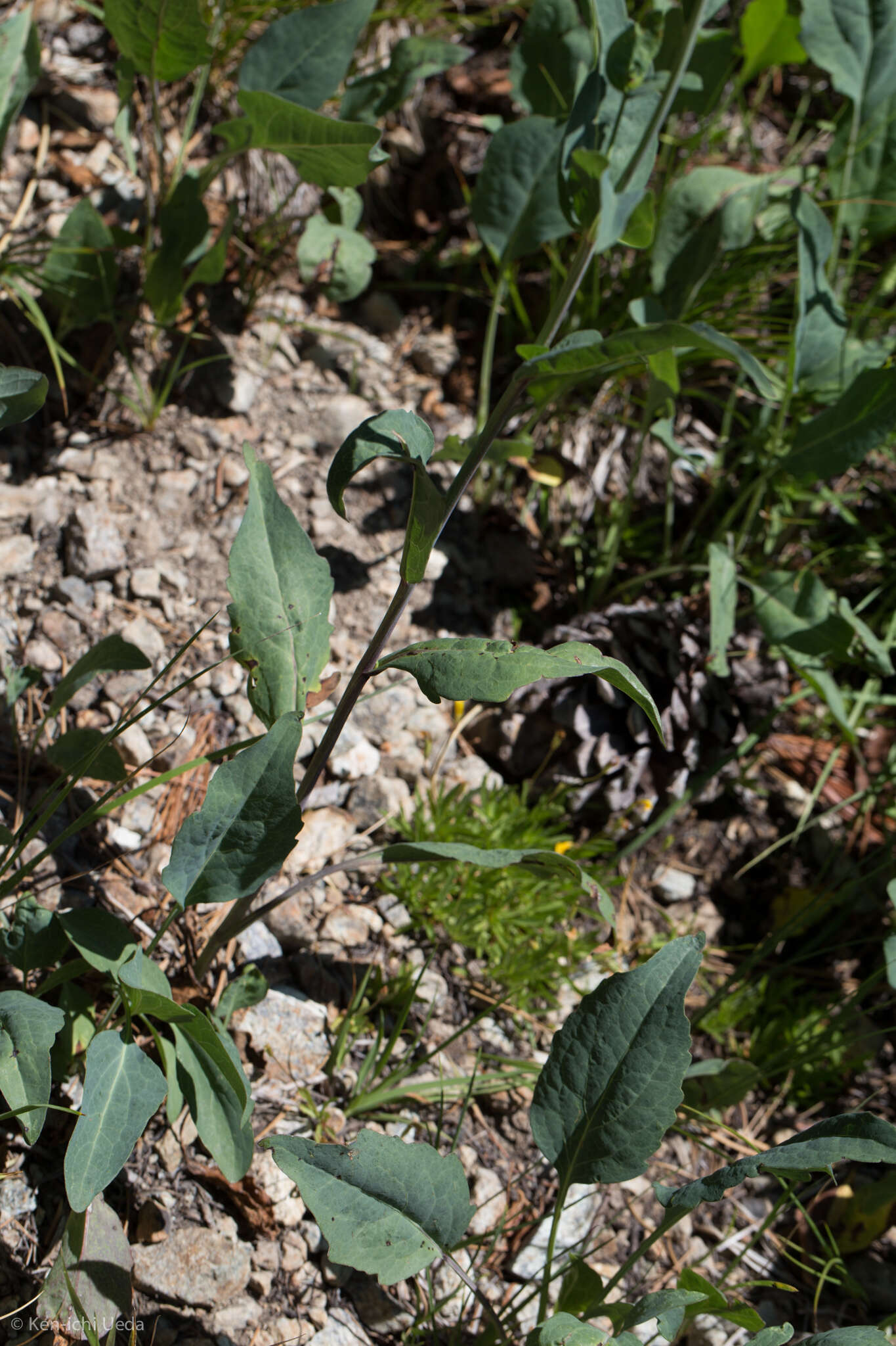 Plancia ëd Rudbeckia glaucescens Eastw.